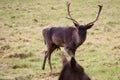 Deers in Phoenix Park in Dublin in Ireland Royalty Free Stock Photo