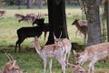 Deers in Phoenix Park in Dublin in Ireland Royalty Free Stock Photo