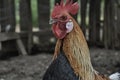 Phoenix rooster traditional rural barn yard Royalty Free Stock Photo