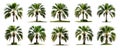 Phoenix Rupicola Tree (Cliff Date) palm trees collection isolated on transparent background.