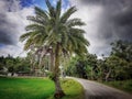 Phoenix sylvestris or silver date palm tree near the rice field