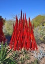 Phoenix/Tempe, Arizona: Dale Chihuly Installation `Red Reeds`, 2016