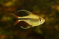 Phoenix Tetra Aquarium Fish Hemigrammus filamentosus Royalty Free Stock Photo