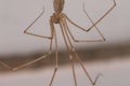 Pholcidae also known as Cellar spider