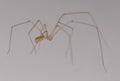 Pholcidae also known as Cellar spider