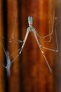 Cellat spider in web in urban house.