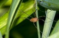 Pholcidae, commonly known as cellar spiders, are a spider family