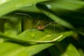 Pholcidae, commonly known as cellar spiders, are a spider family