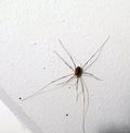 Daddy Longleg on white wall