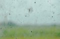 Pholcidae spider hanging on net in front of glass window in home