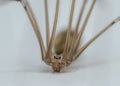 Portrait of Pholcus phalangioides closeup Royalty Free Stock Photo