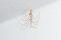 Pholcus phalangioides, also known as the longbodied cellar spider