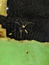 Pholcus phalangioides, commonly known as daddy long-legs spider or longbodied cellar spider, is a spider of the family Pholcidae.