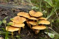 Pholiota flammans Royalty Free Stock Photo