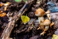 Pholiota microspora