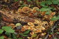 Pholiota mushroom or sheathed woodtuft Royalty Free Stock Photo