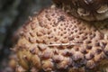 Pholiota squarrosa mushroom Royalty Free Stock Photo