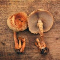 Pholiota squarrosa mushroom Royalty Free Stock Photo