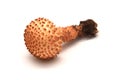 Pholiota squarrosa mushroom Royalty Free Stock Photo