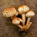 Pholiota squarrosa mushroom Royalty Free Stock Photo