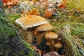Mushroom - Pholiota squarrosa Royalty Free Stock Photo