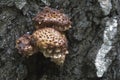 Pholiota squarrosa mushroom Royalty Free Stock Photo