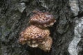 Pholiota squarrosa mushroom Royalty Free Stock Photo