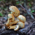 Pholiota squarrosa mushroom Royalty Free Stock Photo