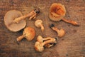 Pholiota squarrosa mushroom Royalty Free Stock Photo