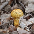 Pholiota squarrosa mushroom Royalty Free Stock Photo