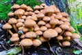 Pholiota Squarrosa, Shaggy Scalycap mushroom Royalty Free Stock Photo