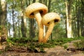 Pholiota squarrosa. Unusual textured mushroom. Royalty Free Stock Photo