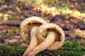 Pholiota squarrosa. Unusual textured mushroom. Royalty Free Stock Photo