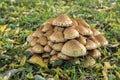 Pholiota squarrosa woodsfailing mushroom in the grass