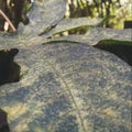 Phoma phyllostica on Cassava leaf