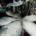 Phoma phyllostica on Cassava leaves