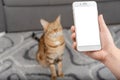 Phone with an empty mockup in hand against the background of a blurred room with a cat Royalty Free Stock Photo