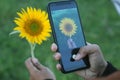 Phone in hand and blurry sunflower. Hand capturing yellow flower with smartphone camera on green grass background.