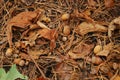 phone wallpaper forest, acorns, leaves, spruce needles close-up. photographer Kravtsov