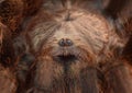 Phormictopus auratus spider close up