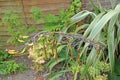 Phormium Buds