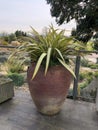 Phormium cookianium 'Cream Delight' New Zealand Flax Lily in a Terracotta Flowerpot, England, RHS