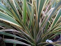 Phormium `Gold Ray` Royalty Free Stock Photo