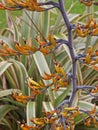 Phormium known as New Zealand Flax