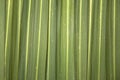 Phormium Leaf Background