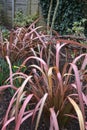 Phormium Maori Maiden Pink leaves on spring garden