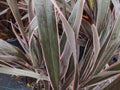 Phormium `Pink Stripe`