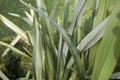 Phormium tenax fresh leaves