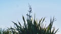 Phormium tenax. Harakeke New Zealand Flax