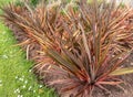 Phormium tenax, New Zealand flax or New Zealand hemp plants in the urban landscaping